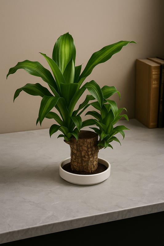 Brazilian Lucky Wood, Mini Home Plant Decorations (Pack of 2)